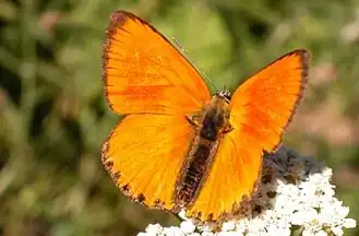 Lycaena virgaureae