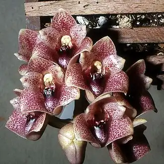 Lycomormium squalidum