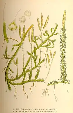 Lycopodium clavatum e Lycopodium annotinum.