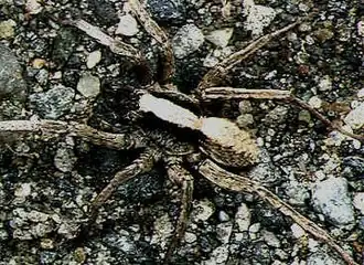 Lycosa coelestis (Macho)