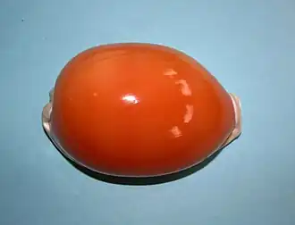 Concha de C. aurantium, vista por cima, mostrando o padrão bem alaranjado, cobiçado no colecionismo da espécie. Este espécime, com pouco mais de dez centímetros, foi coletado em Samar, leste das Filipinas.