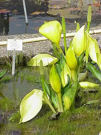 Lysichiton americanus