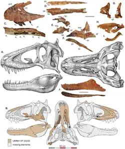 Reconstrução em escala de cinza de um crânio visto da esquerda e de cima; vários fósseis de ossos do crânio aparecem acima e são destacados em marrom nas silhuetas do crânio abaixo