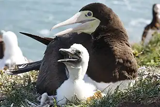 Atobá fêmea, com filhote no ninho.