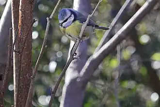 Chapim-azul no inverno