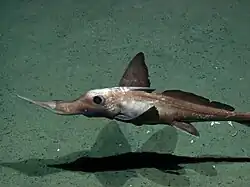 Um espécime de Rhinochimaeridae (Mar Vermelho).