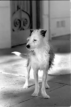 Um terrier mestiço de rua.