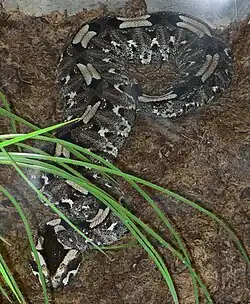 Padrão azul-esverdeado suave