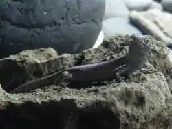 Lagarto, visto da direita, com a cabeça voltada para a direita, em uma rocha.