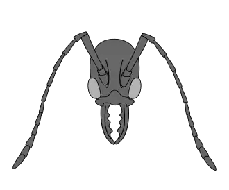 Reconstrução da cápsula da cabeça de Macabeemyrma ovata