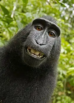 Macaco negro