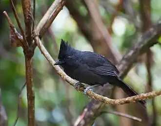 Borralhara-preta macho em Piraju, Estado de São Paulo, Brasil