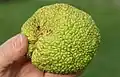 Maclura pomifera