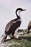 Um Cormorão da Ilha Macquarie (Leucocarbo purpurascens)