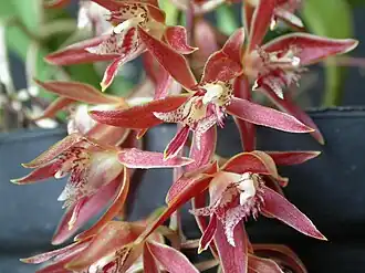 Macradenia multiflora