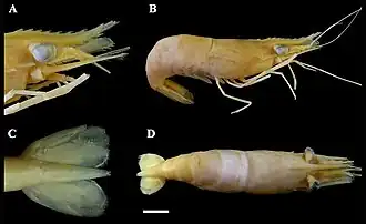 Espécime museológico