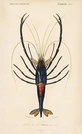 Macrobrachium carcinus em ilustração de 1838