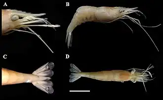 Espécime museológico