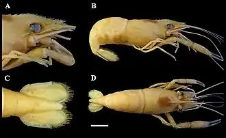 Espécimes de Macrobrachium olfersii