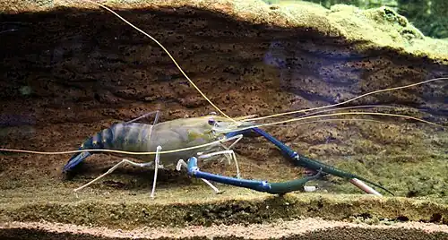 Macrobrachium rosenbergii