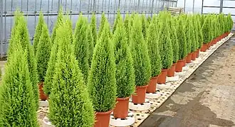 Tuias-holandesas plantadas em vasos