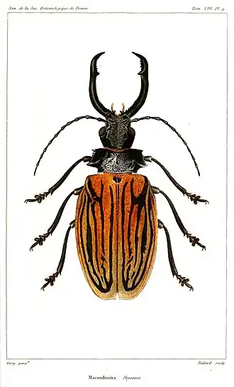 Ilustração de Macrodontia dejeanii Gory, 1839.[1]