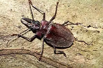 Foto de um indivíduo macho de M. crenata, parcialmente coberto por substrato, em Huánuco, Peru.