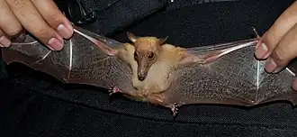 Macroglossus sobrinus Bogor, Indonésia