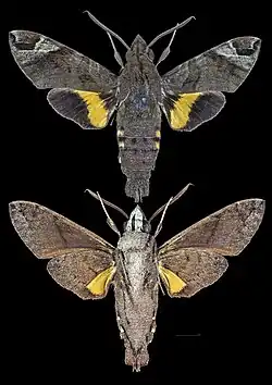 Macroglossum nubilum