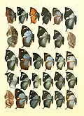 Ilustração de 1906, retirada da obra The Macrolepidoptera of the world; a systematic description of the hitherto known Macrolepidoptera, de Adalbert Seitz, com borboletas do gênero Memphis, outrora um subgênero de Anaea.[1]