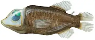 Macropinna microstoma