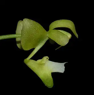 Macropodanthus cootesii