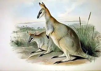 Ilustração de John Gould