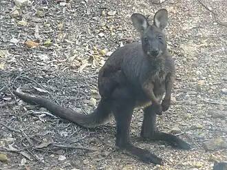 Macropus robustus