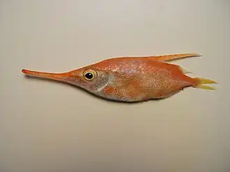 Macroramphosus gracilis.