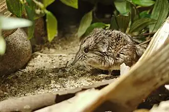 Macroscelides proboscideus