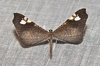 Possível espécime de Macrosoma subornata (W. Warren, 1904); espécie distribuída da Colômbia ao Peru.[1]