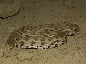 Macrovipera lebetina obtusa