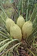 Hábito e cone de Macrozamia fraseri.