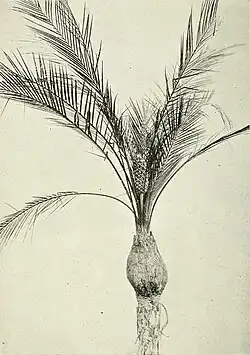 Ilustração mostrando Macrozamia platyrachis.