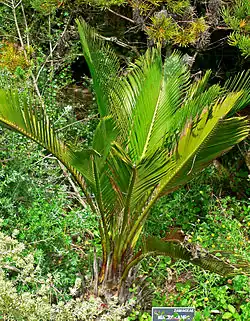 Macrozamia riedlei.