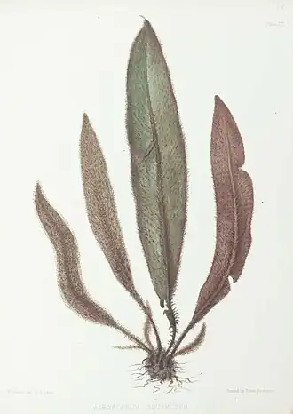 Elaphoglossum sp.