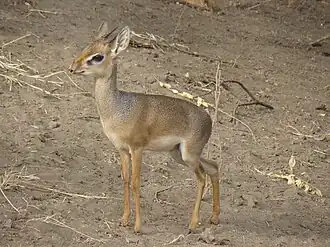 Dik-dik-de-naivasha na Tanzânia