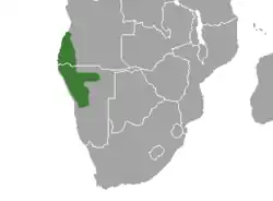 Distribuição do dik-dik-de-damara