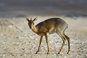 Fêmea de dik-dik-de-damara, no Parque Nacional Etosha, na Namíbia