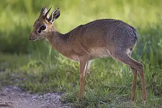 Dik-dik-de-kirk no Parque Nacional Etosha, na Namíbia