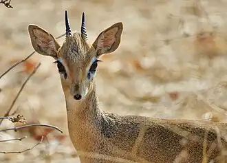 Dik-dik-de-ugogo na Tanzânia