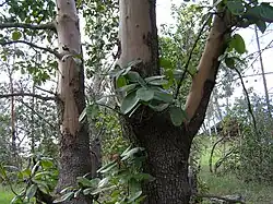 Tronco de Arbutus menziesii.