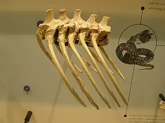 Espécime fóssil de Madtsoia bai&nbsp;[en]