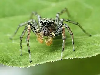 Macho de aranha-saltadora-dimórfica - morfo cinza.